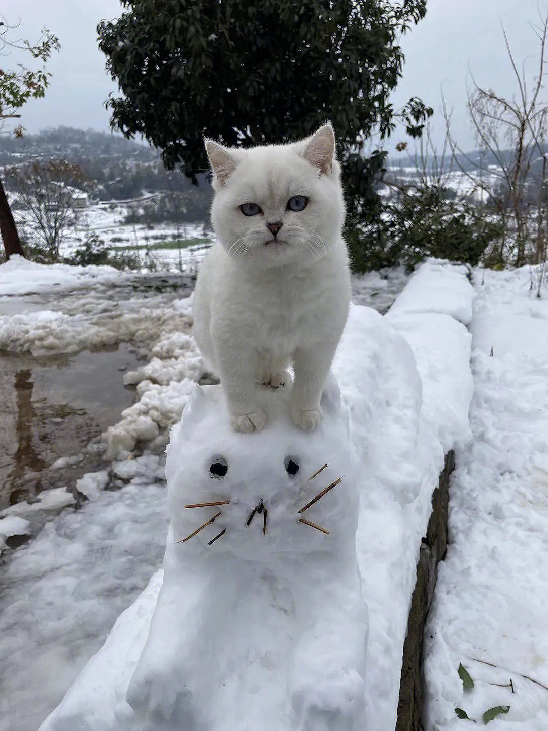 猫：我们长得像吗？