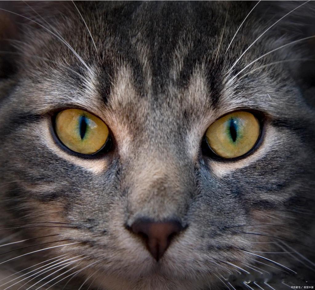 我养的猫非常机灵，看见车来就会停下不动，等车完全开走了才会小心翼翼地过马路，特别