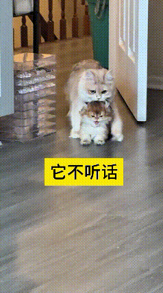 这个视频我看了好几遍，真的被猫咪母子的互动给逗乐了。小猫到处调皮捣蛋，大猫管不住