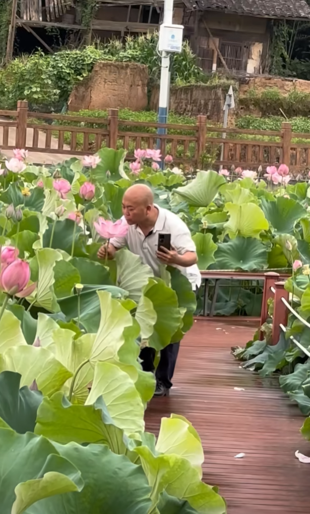 荷花：出了淤泥还是被污染了