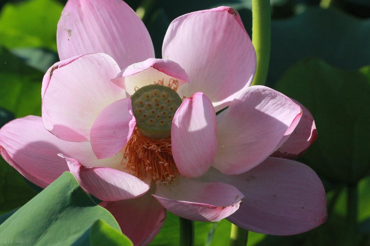 我们执着什么，往往就会被什么所骗；我们执着谁，常常就会被谁所伤害。所以我们要学会