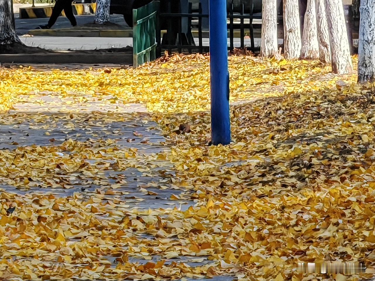  秋风掠过，满树的银杏叶褪去绿裳，化作金蝶翩跹而下，堆积在地上，