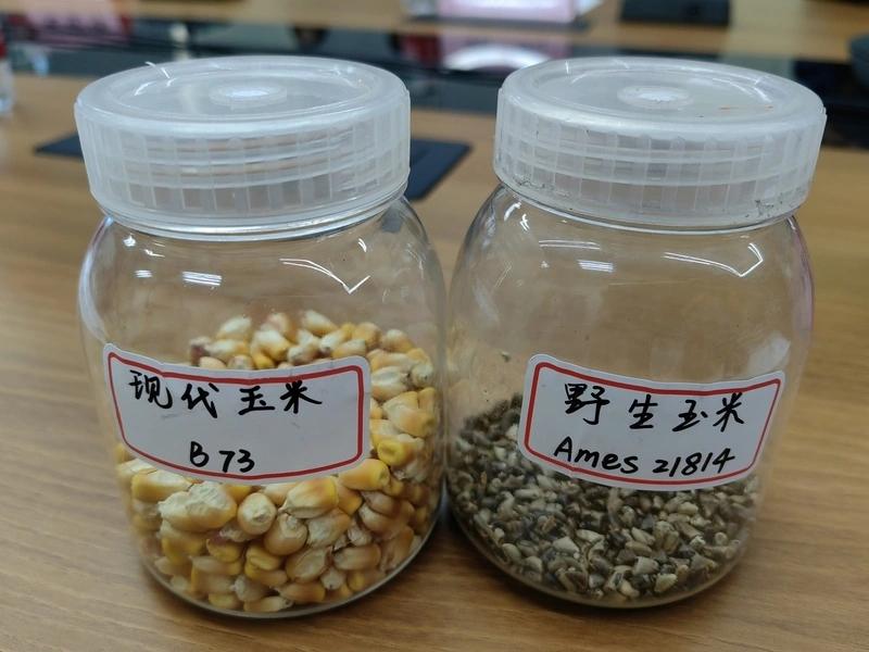 喂猪有望不用进口大豆？中国科学家找到“丢失”的玉米高蛋白基因 很多人不知道一