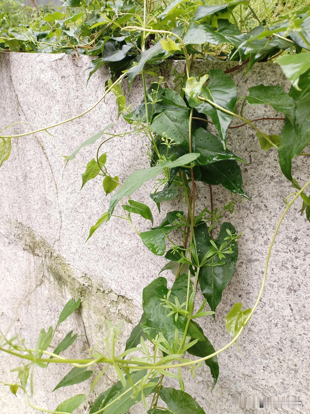 人口中吐不出象牙。市场经济这么多年了，还有笃信他人口若悬河，游说赚钱一本经？