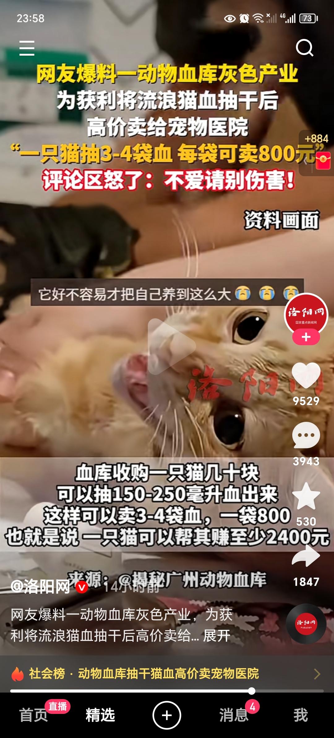自家养猫的注意了！恶魔在人间！信吗？恶魔会遭到报应，抽流浪猫的血卖钱，然后卖到宠