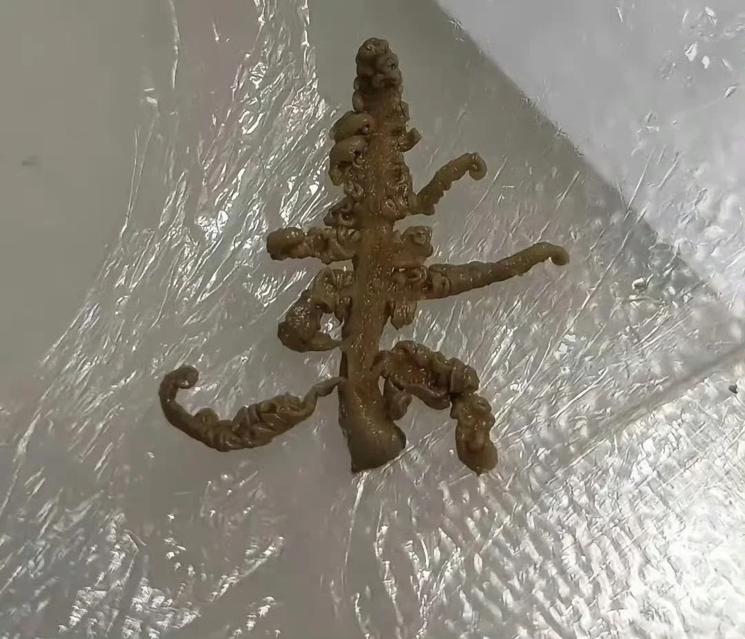 吃麻辣烫吃到的，人都麻了，有没有人知道这是什么？