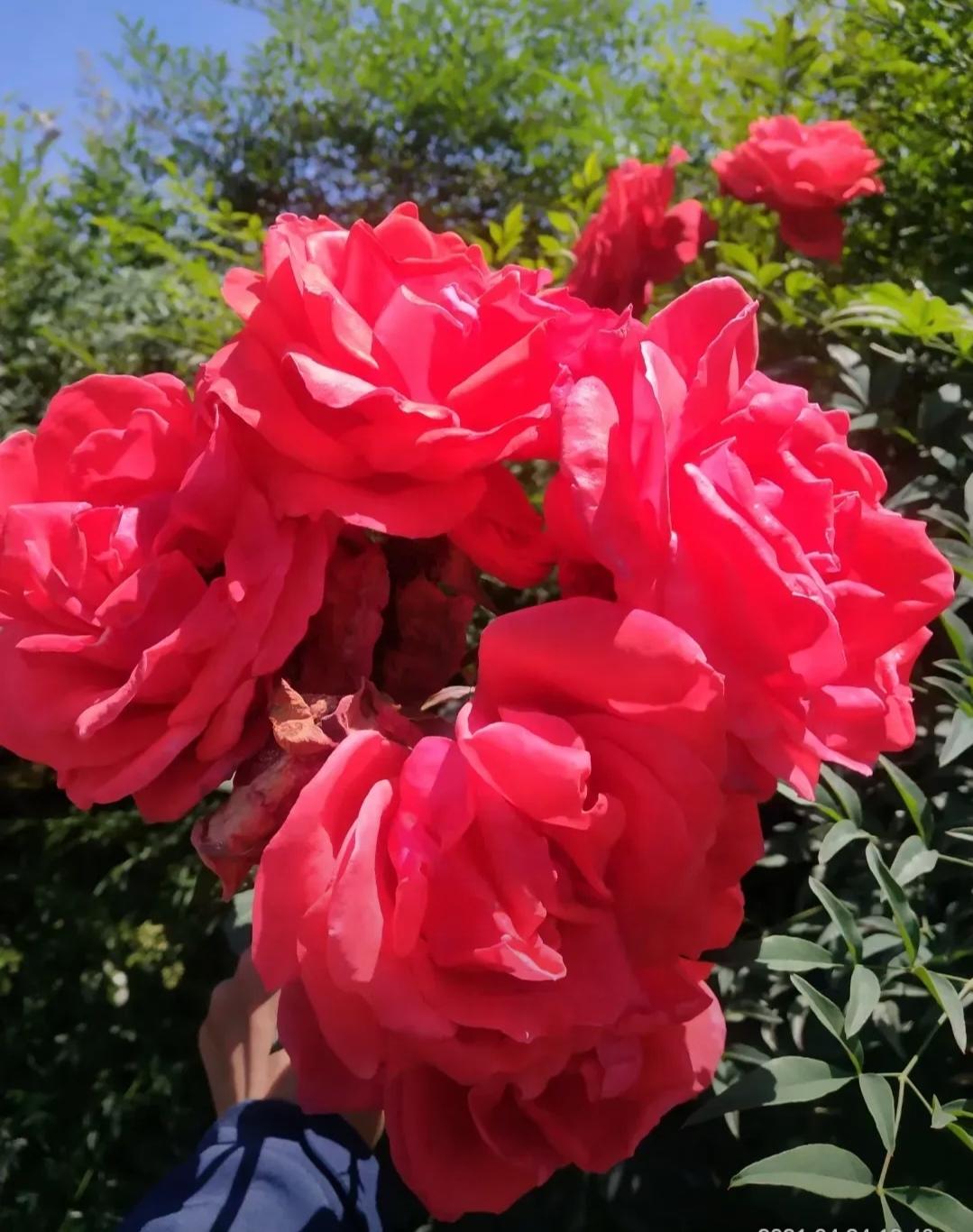 花中皇后一一绵阳市花月季和煦阳光照四月，微雨过后万物复苏，生机盎。又到了绵阳