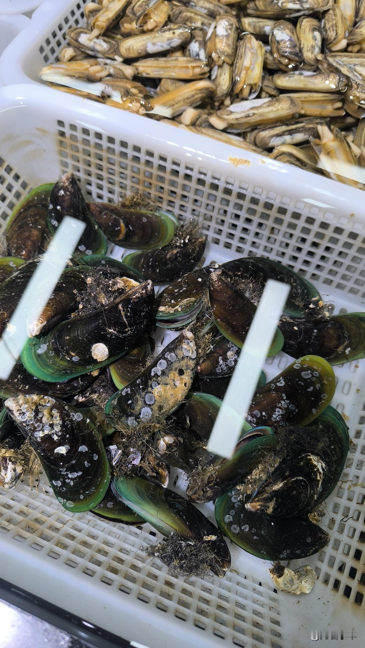 同样都是沿海城市，但我觉得广西北海要比广东湛江更适合旅居，你们觉得呢？现在一到