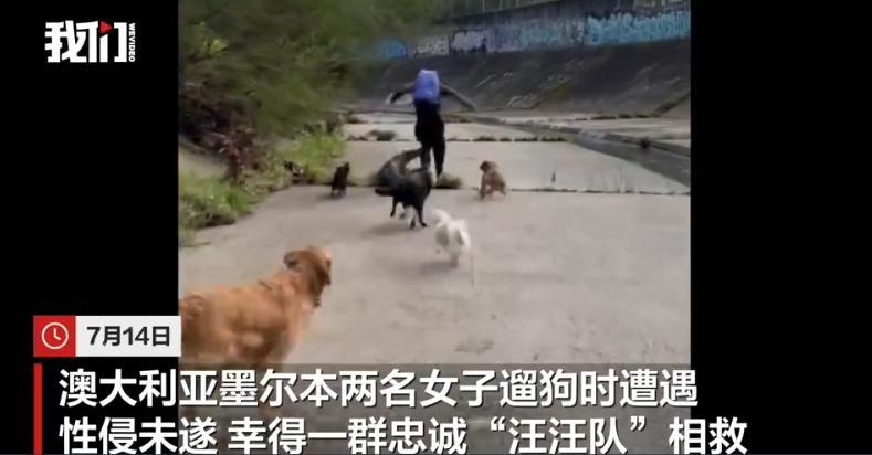 “这么勇！”澳大利亚，两名女子清晨遛狗时，一男子突然从灌木丛中窜出，先死死抓住一
