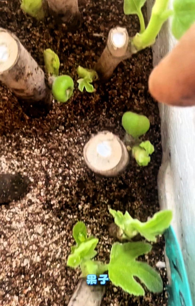 晒晒你培育的绿植本来以为要先养根，结果人家直接奔着结果去了，这效率简直卷死其他植