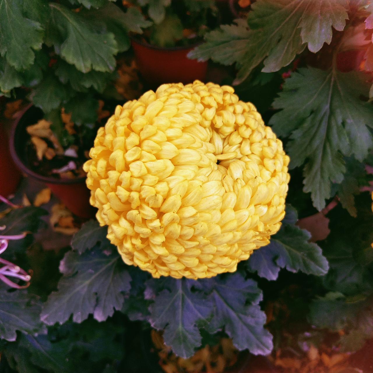 依据现在的采金冶炼技术，它也就值350元，现在房地产拉动不了经济，所以只能用黄金