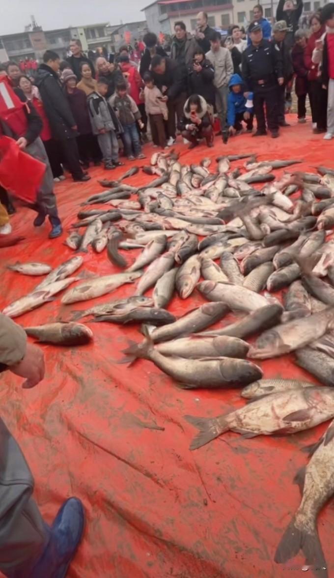 永州道县首届捕鱼节来袭！300亩鱼塘干塘捕鱼+全鱼宴年味拉满：2026年2月7日