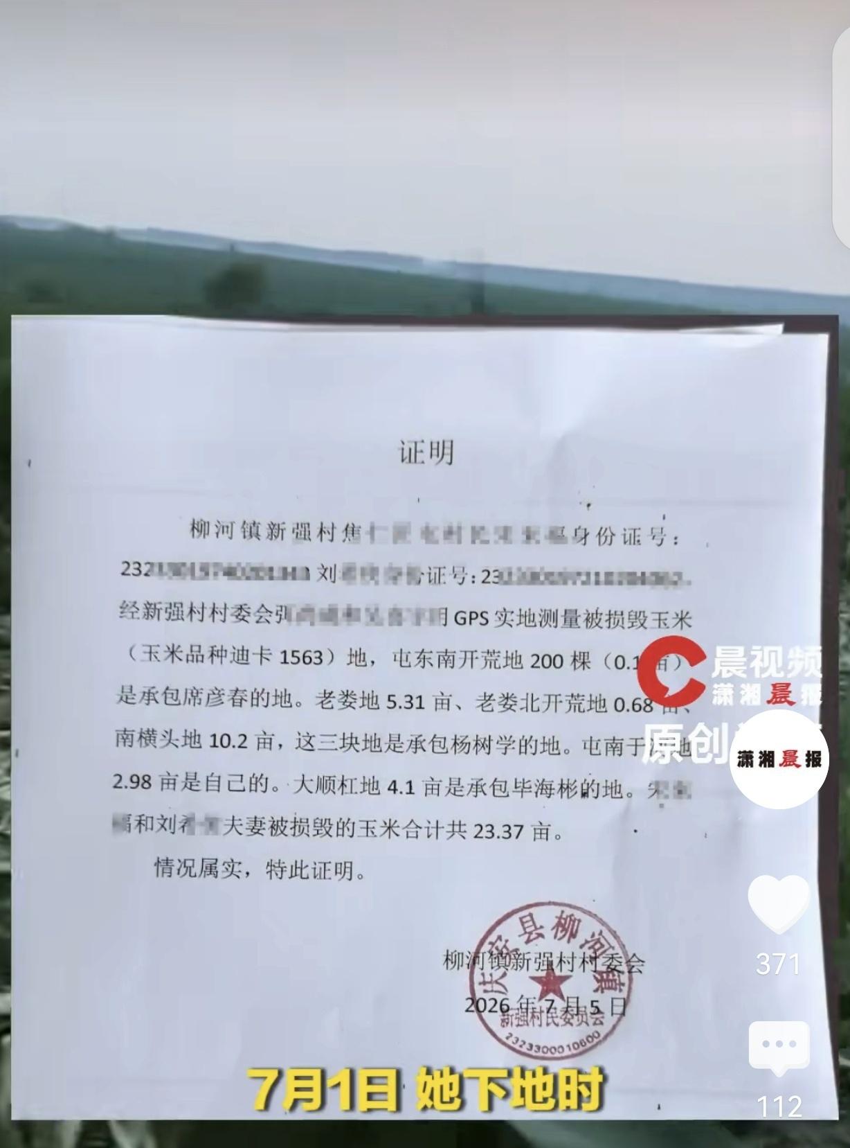 7月13日报道，黑龙江农户刘女士23亩即将丰收的玉米地一夜被毁，整片庄稼被人为齐