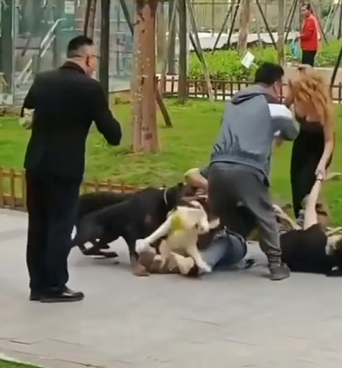 暴走团，爱狗组织，女权组织，同性恋组织，至少这四个组织已经被境外敌对势力操控利用