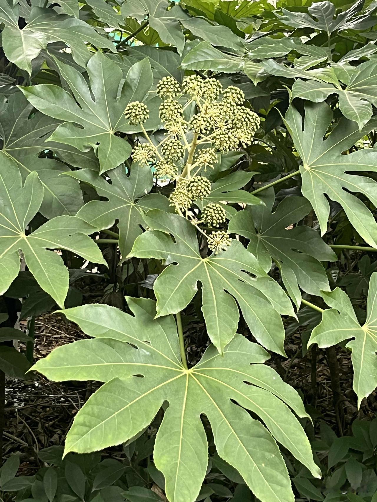 下班路上偶遇八角金盘，一下子就被它的叶子惊艳到了！巴掌大的叶片裂成八瓣，绿