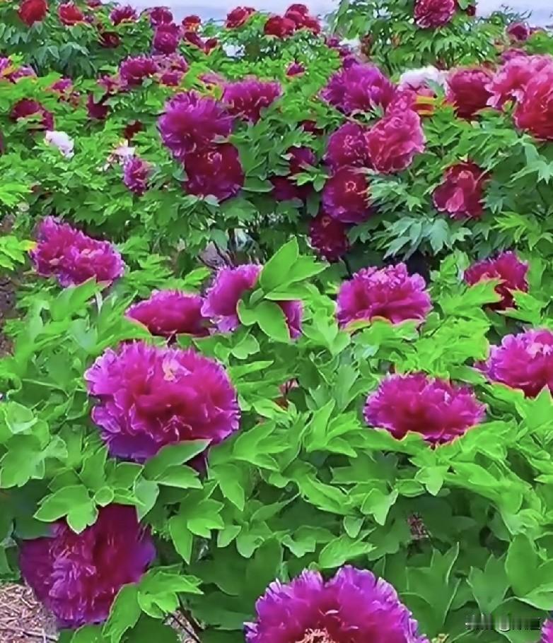 看到一女的征婚，70年的55岁，本科。要求男方有房有车有经济基础有事业有阅历。工