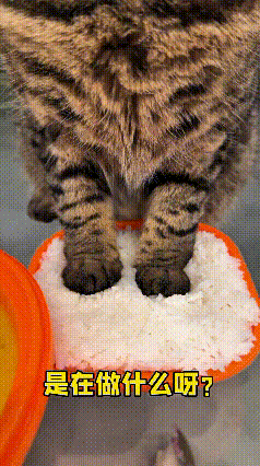 哈哈这只狸花猫也太会凑热闹啦！主人正准备吃饭，它噌一下跑过来，两只小爪子直接往