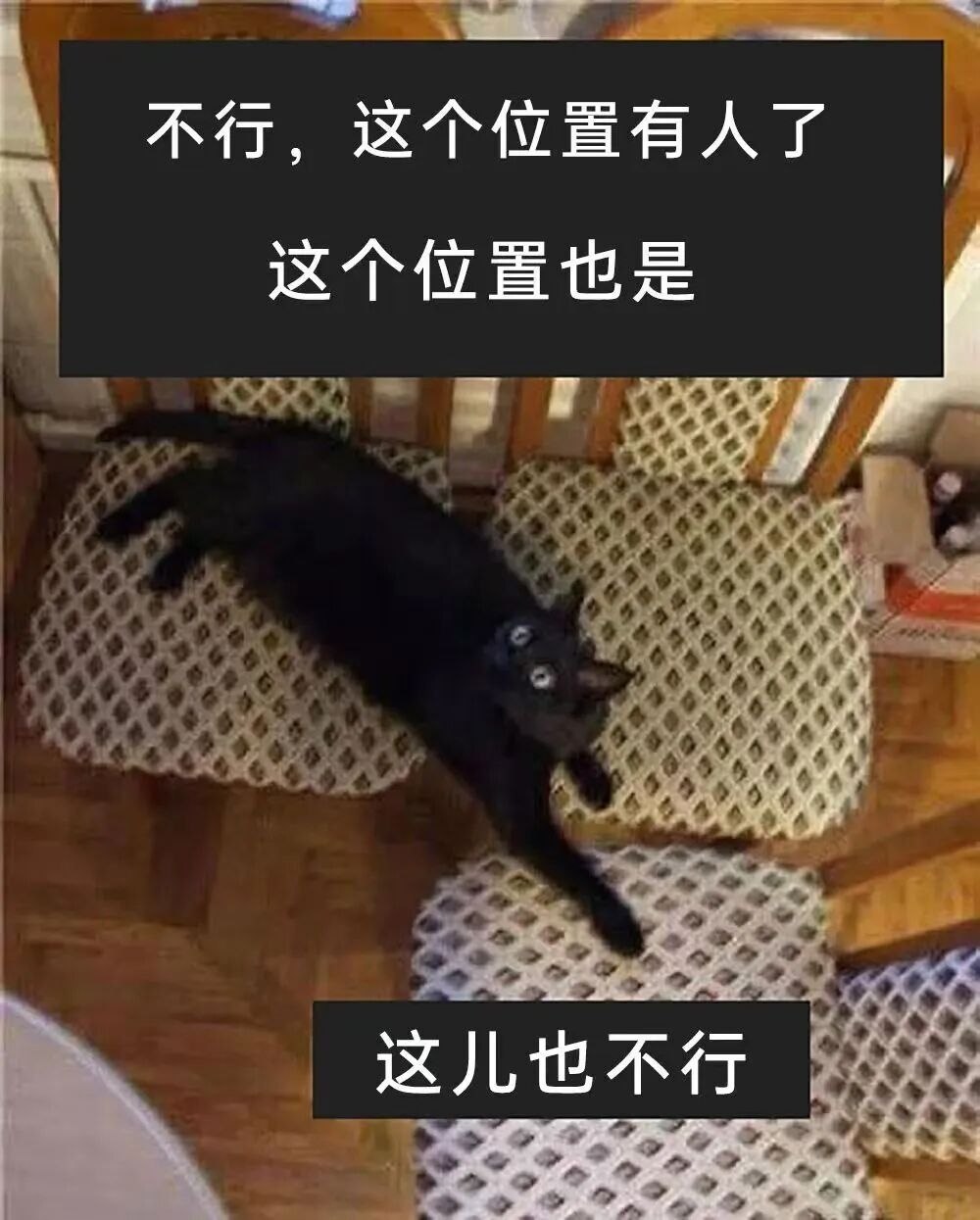 臭猫