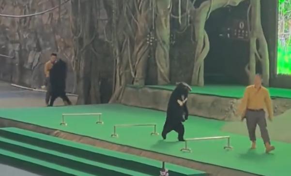 12月6日，浙江杭州野生动物园发生了一起黑熊袭击撕咬饲养员的事件，撕咬持续了长达