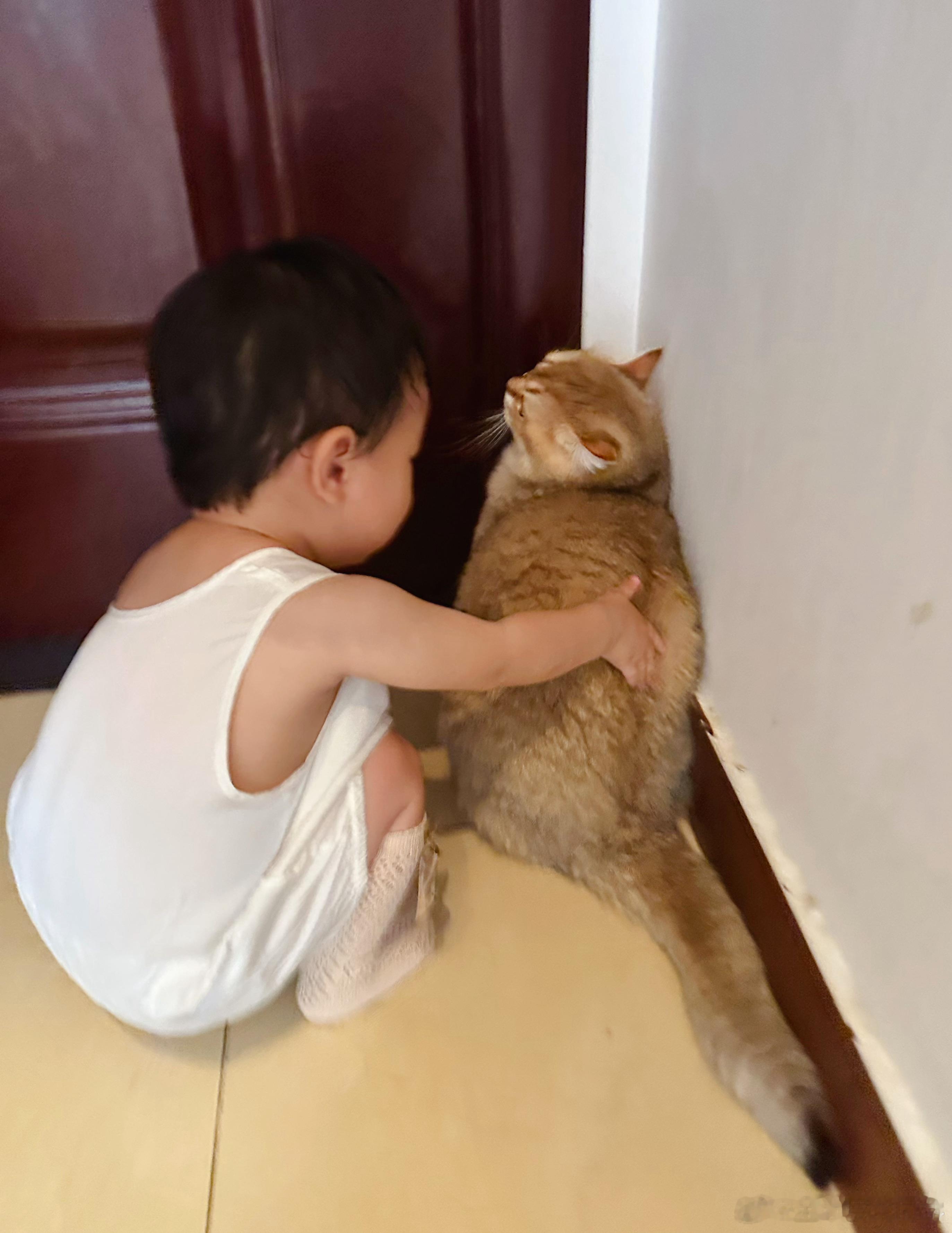 肉包：造孽萌宠猫咪