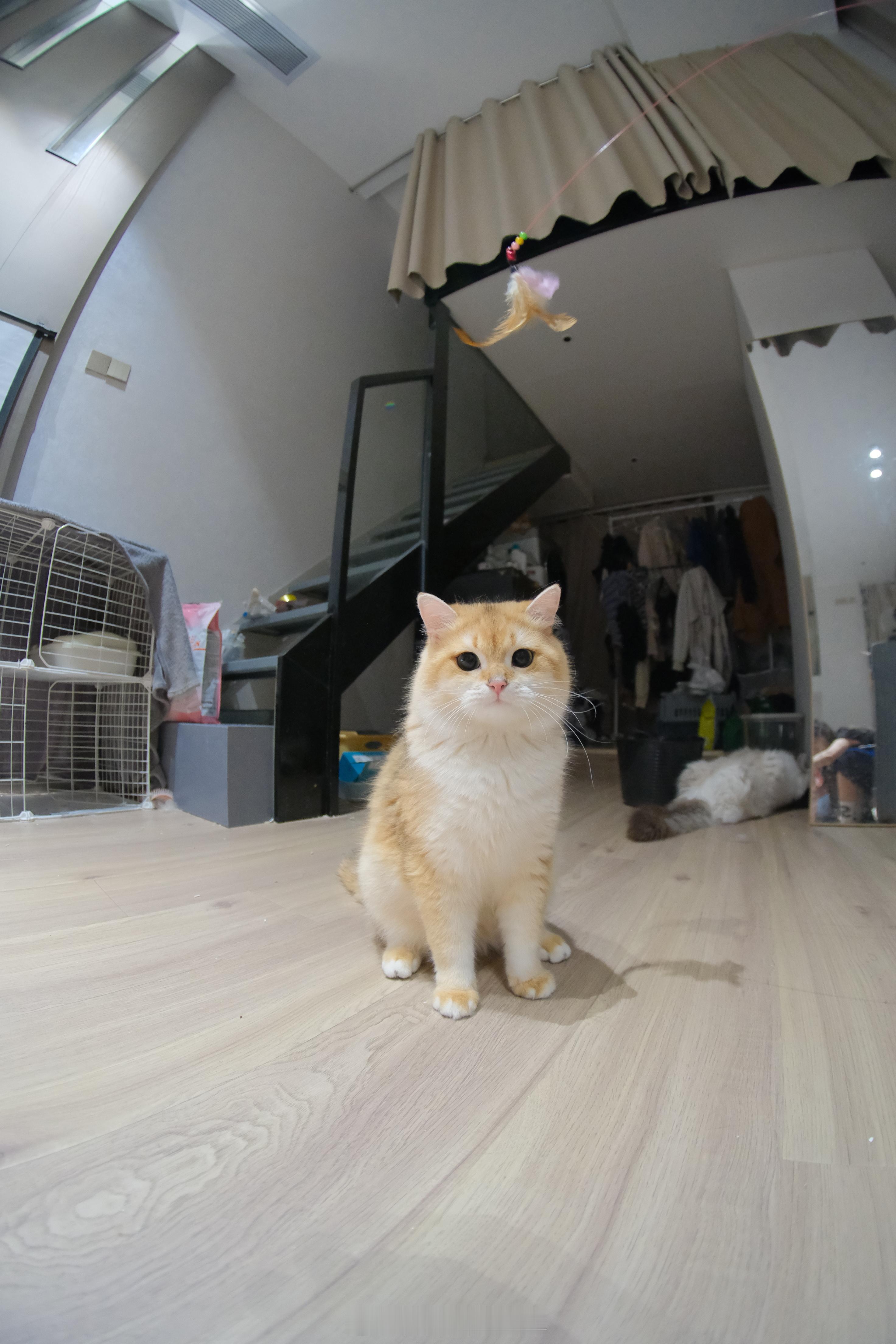 第一次见侏儒小猫鱼眼镜头下的小猫更可爱了你喜欢哪只[爱心]​​​