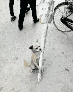 这哪是狗狗啊，分明是杂货店主的“王牌打工人”！集市里撞见的一幕直接