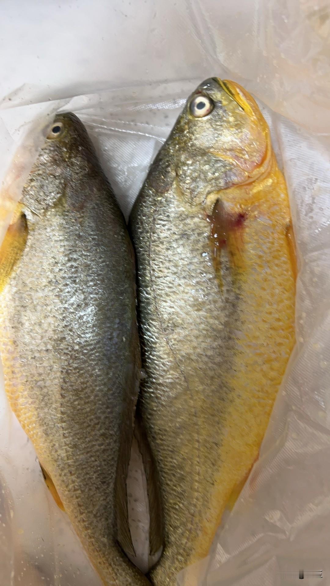 这周马上到小年啦，仪式感必须拉满！我去超市采购了一番肉菜，明天铁定得包顿饺子，毕