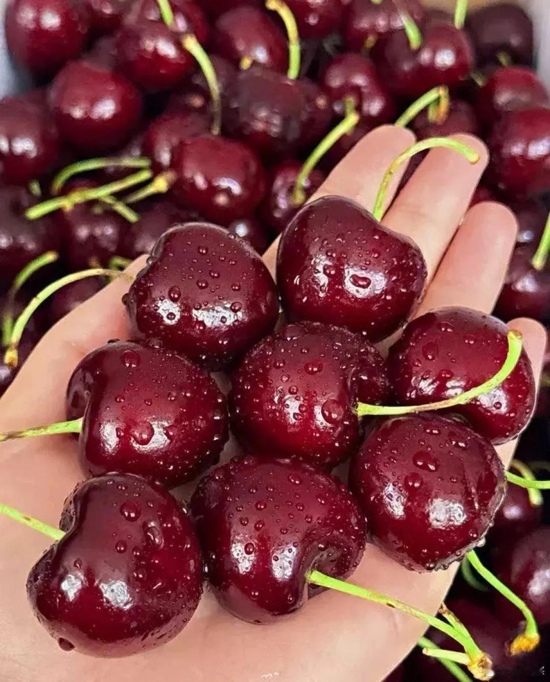 原来车厘子里有褪黑素，这含量微乎其微吧，不过今年的车厘子价格是越来越低了，