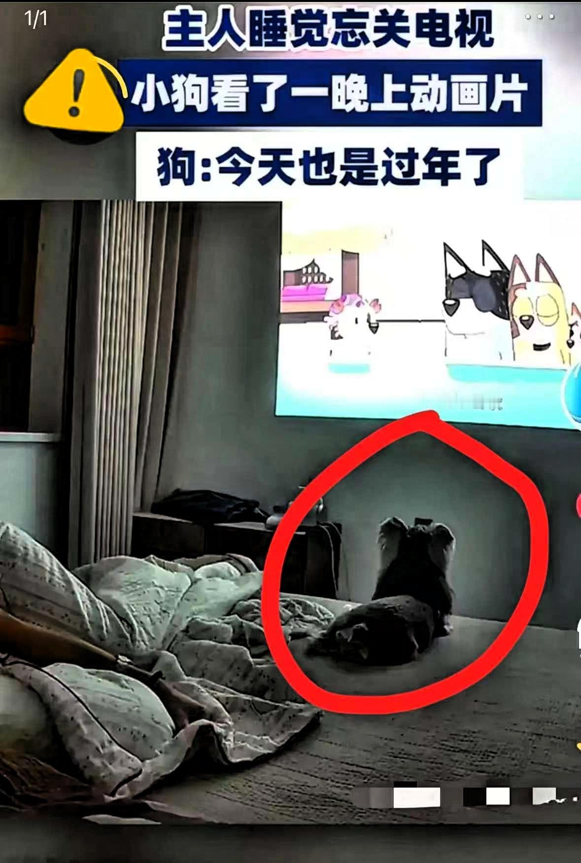 近日山东，男子睡觉忘关电视，就这样电视从晚播到第二天早上。刚睁眼，就瞅见狗子
