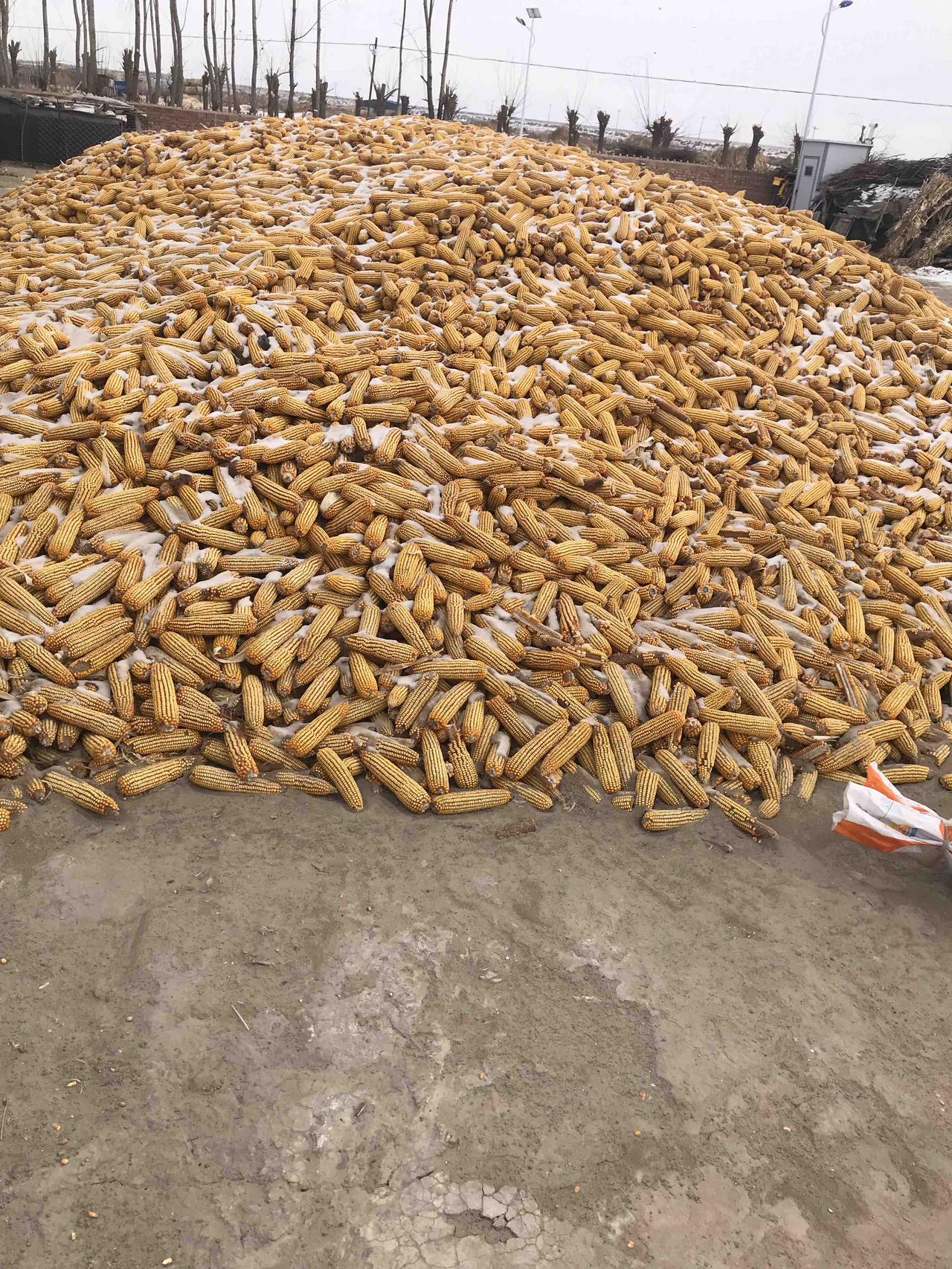 种田人终于硬气起来了，玉米不给到价就是不卖粮。玉米刚收到家的时候，一些网络主