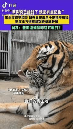 “离大谱了！”河南，一东北虎因得了“甲沟炎”，女饲养员商量着和同事按着它的爪子，