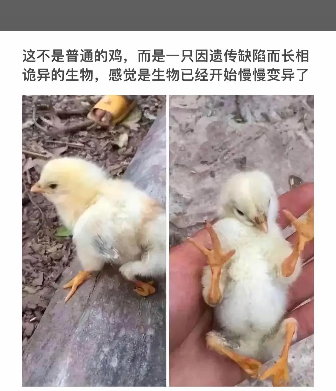 “变异小鸭子，长着四只脚，太神奇了！”🐥🐤🐥🐤