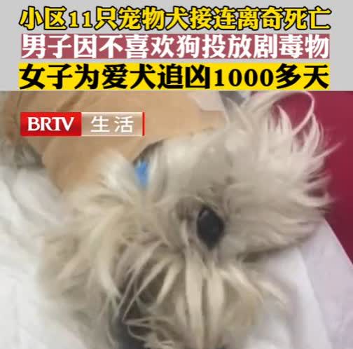 太坏了！北京，一男子因为不喜欢小区的狗，竟然投毒毒死了11只宠物犬！而其中一名狗