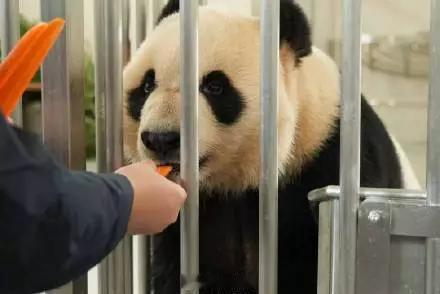 20只滚滚等你来～来四川看熊猫又多个地方！谁懂啊！四川宠粉真的从不含糊，继