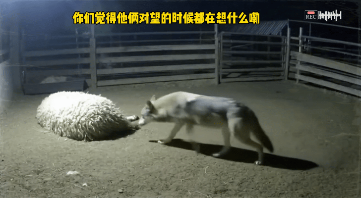 你们觉得他俩对望的时候都在想什么嘞​​​