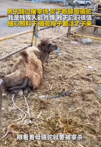 内蒙古鄂尔多斯，一头断了腿的母骆驼即将被宰杀，尽管站立艰难，它仍用身体紧紧护着身