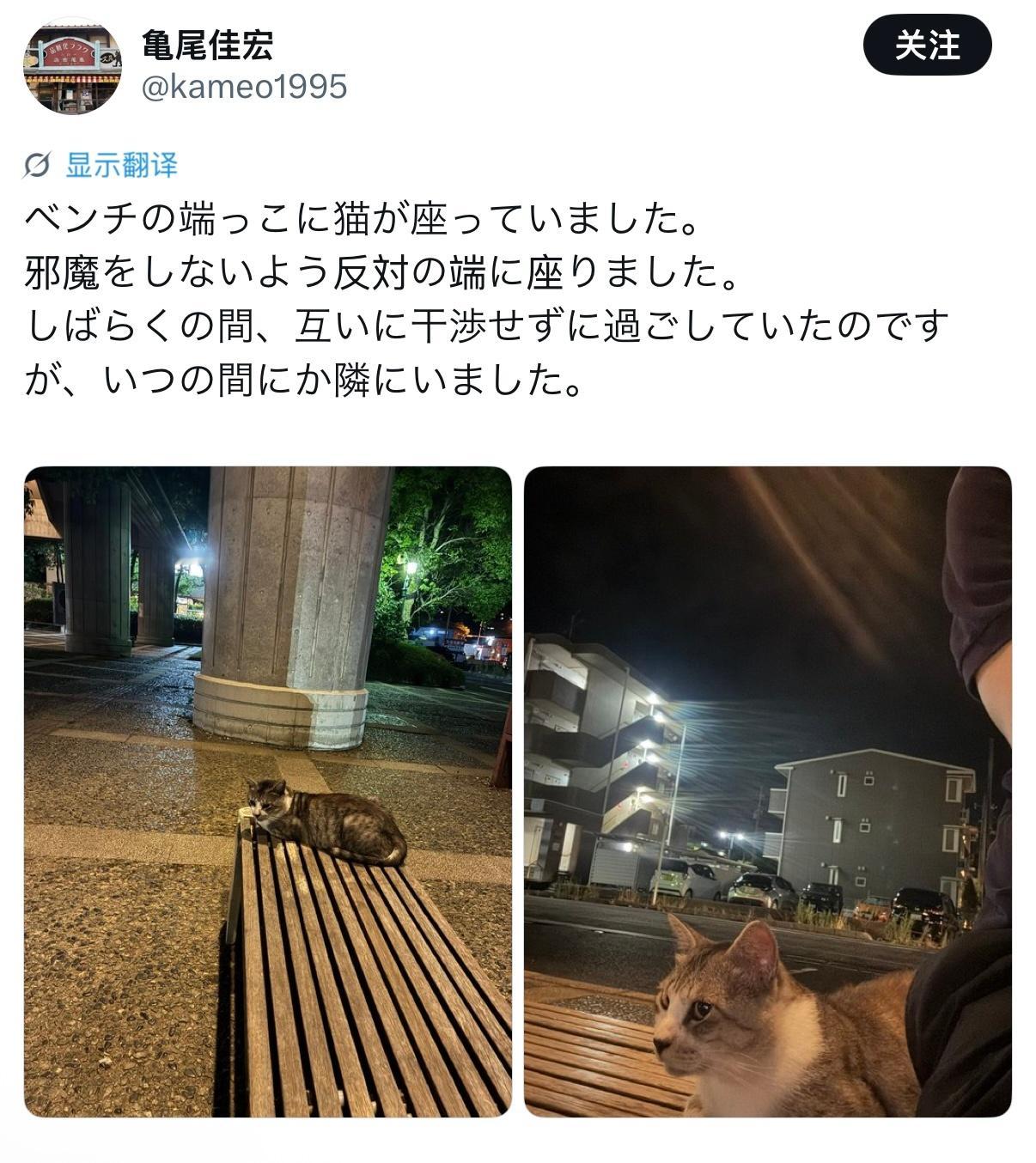 猫咪坐在长椅的一端。我为了不打扰它，就坐在另一端。一段时间里，我们就这样互不干涉