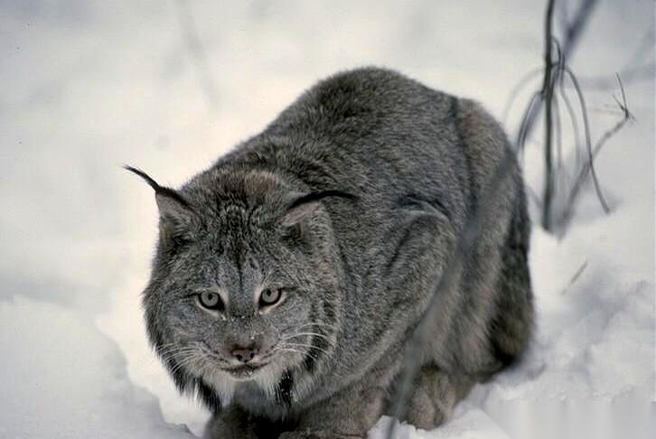 历史这玩意儿，有时候真跟鬼打墙一样。南宋有个翰林院的大笔杆子，叫卢祖皋，给皇帝