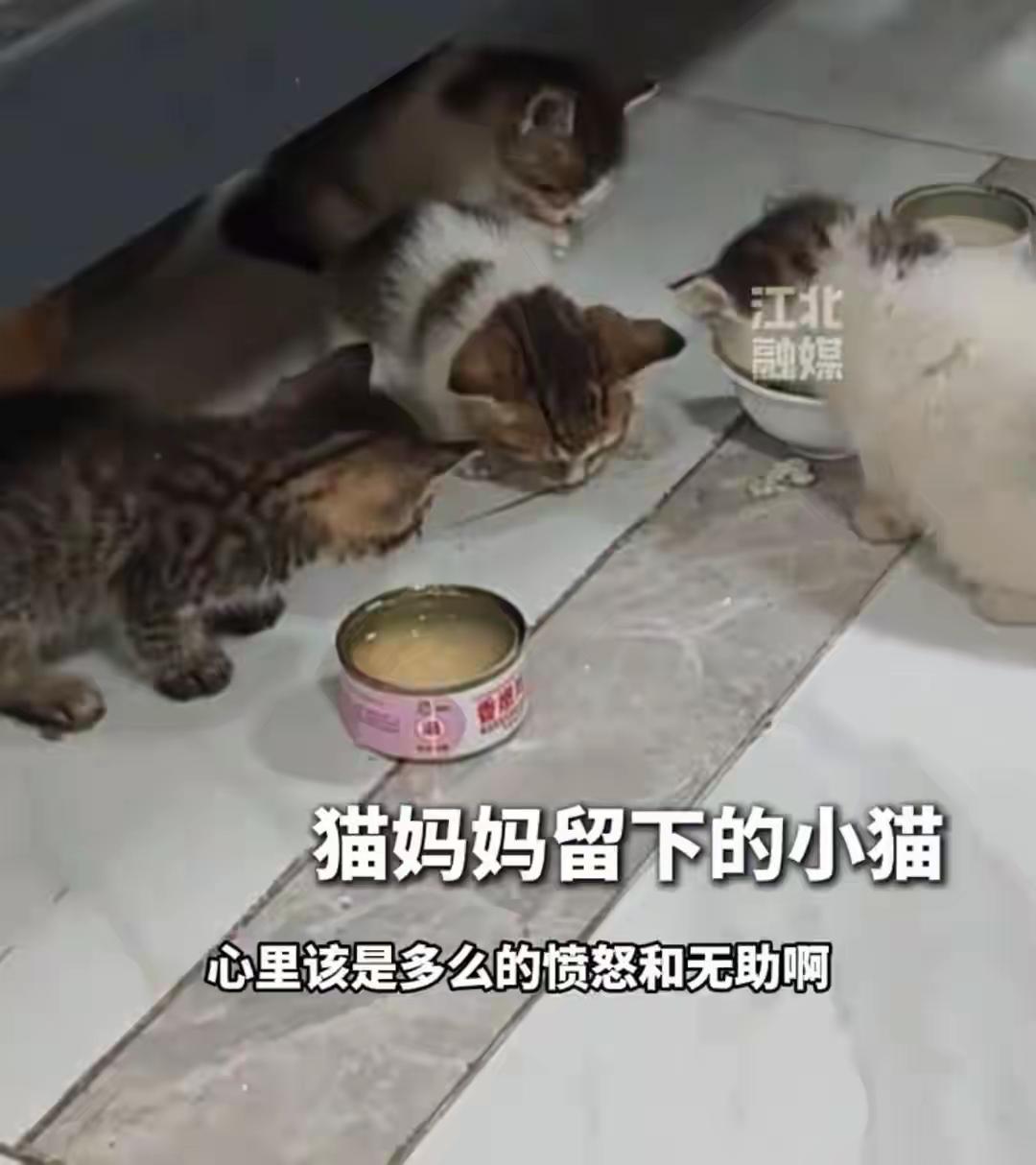 广东佛山黑色奔驰车主碾压洗车店猫咪后续:这是一只猫妈妈刚生下小猫咪，目前小猫们只