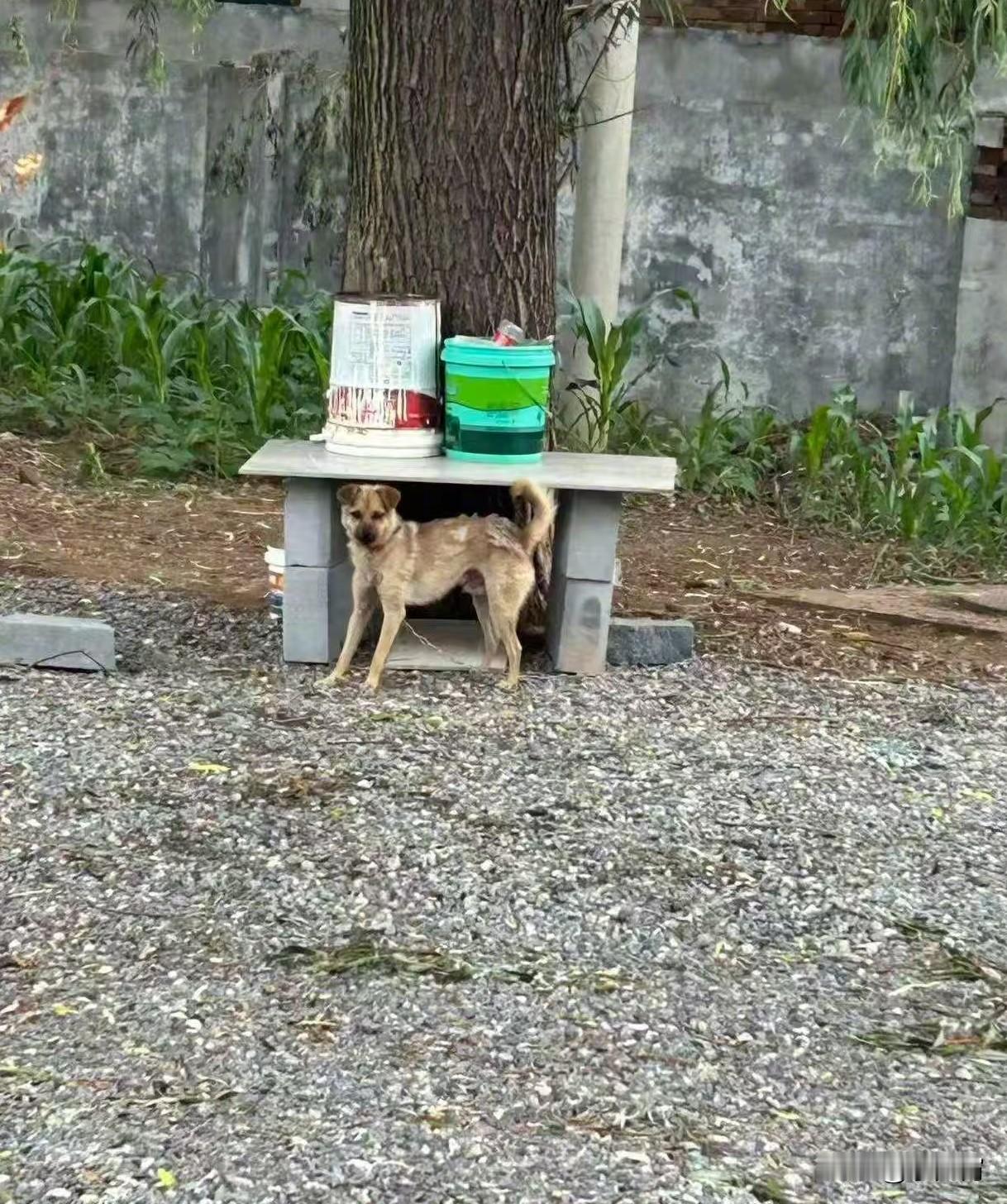 【山西“狗咬人引发的血案”死者妻子发声：全程仅争吵并未动手，从进入邻居家到被刺倒