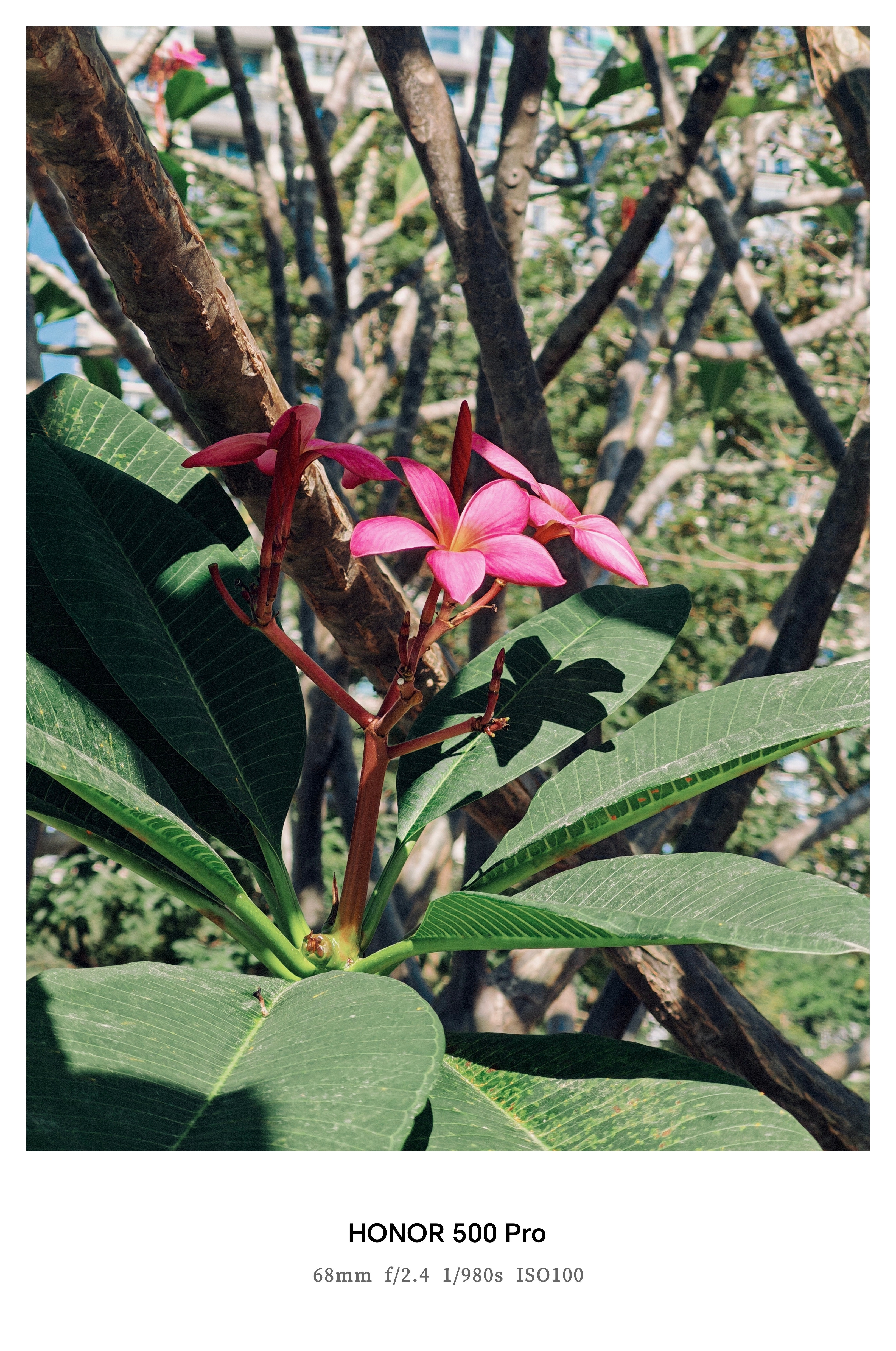 这代荣耀500Pro继承荣耀Magic8系列影像算法+2亿像素大底，拍出来的照片