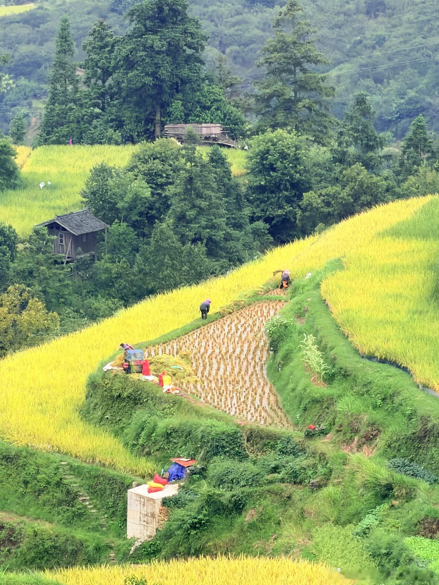 厦格梯田，两种视角，两种心境🌾城里人眼里层层叠叠的梯田，是适合拍照打卡的治愈风