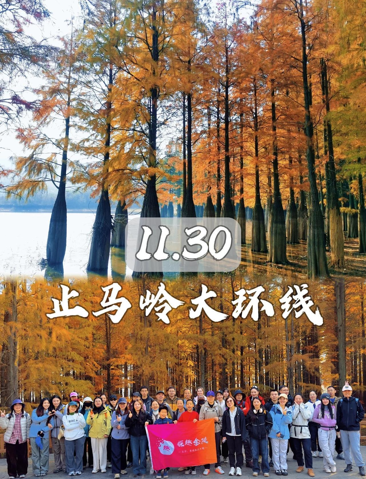 池杉红了！11.30止马岭大环线徒步继续滴滴，上周末我们组织了六合止马岭大环线