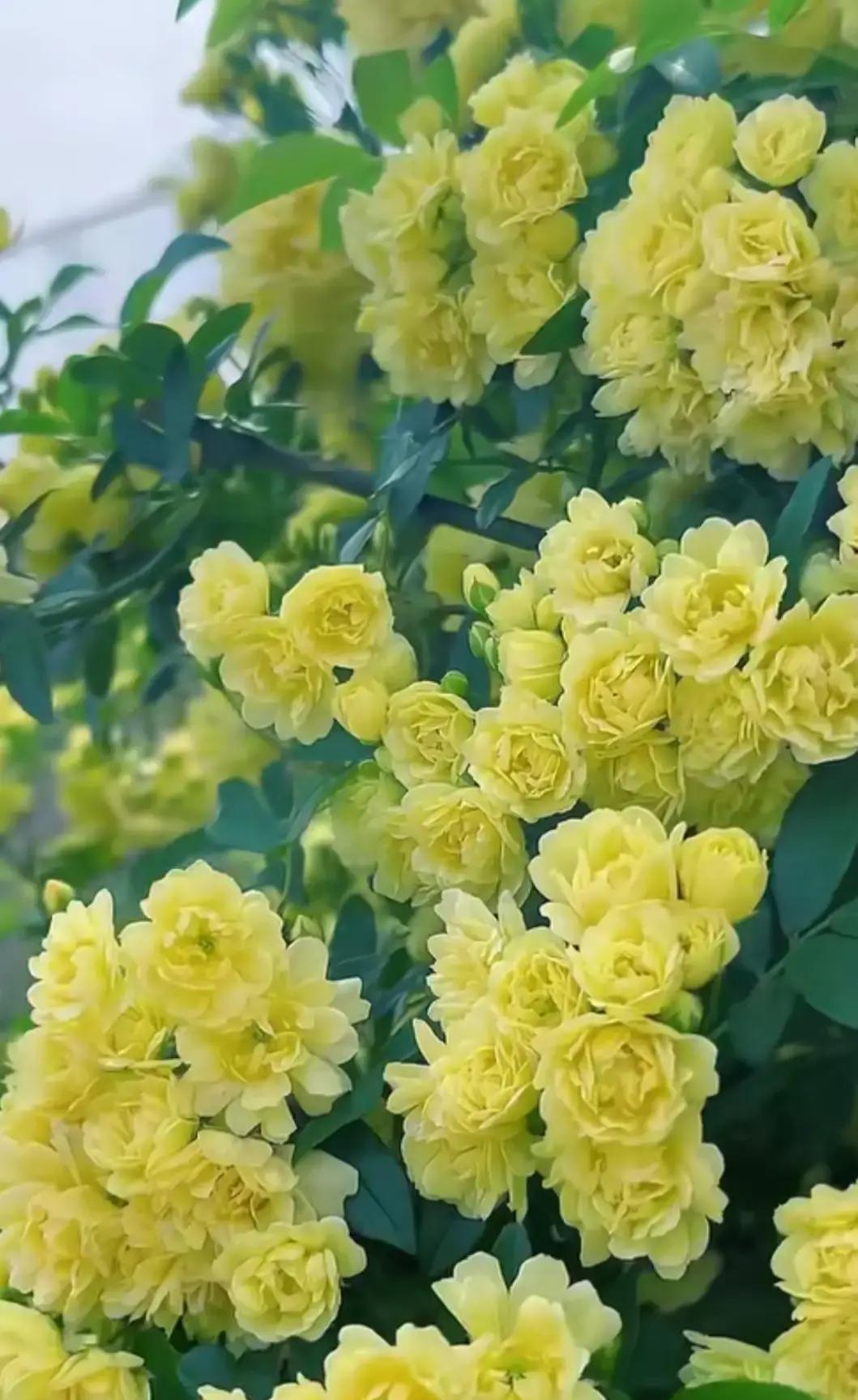 大姨妹离婚七年多，一直单着。儿子给了前夫，女儿跟着她，她舍不得儿子，就谈成前夫