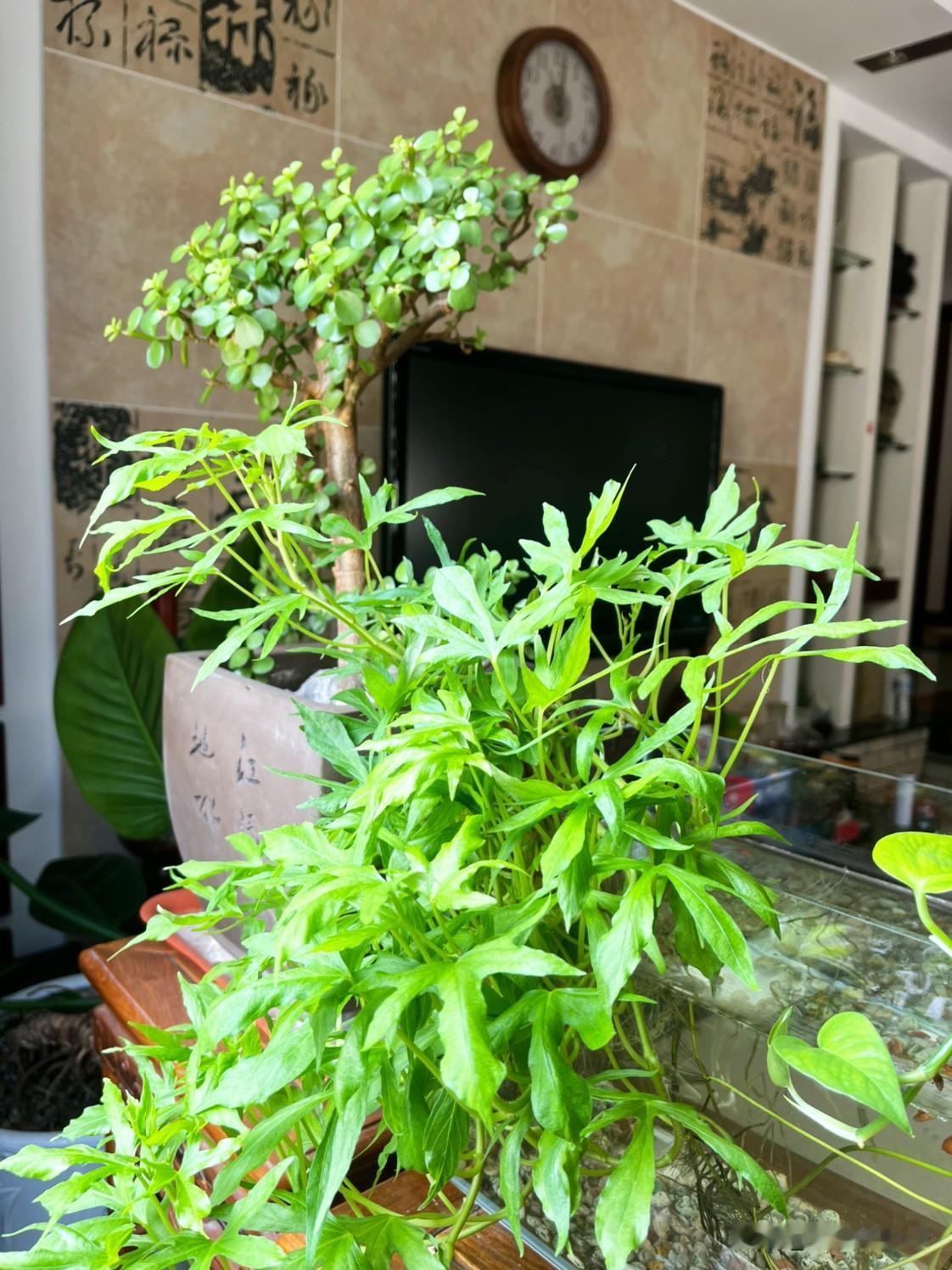 昨晚，我老公的好朋友老藤打来电话，说他一定要和他老婆离婚，一再强调他真受够了。