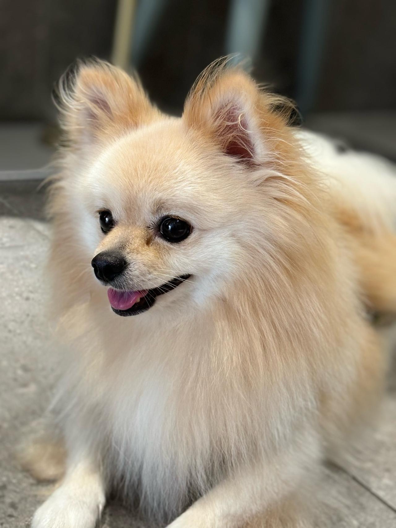 广州，男子将爱犬送至宠物店，为期一月寄训，费用为2500元，约定每日报备狗狗状态