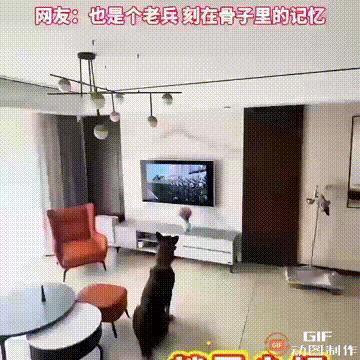 泪目了！浙江一只退役军犬在观看阅兵时，原本趴在地上的它，听到那句“为人民服务”后