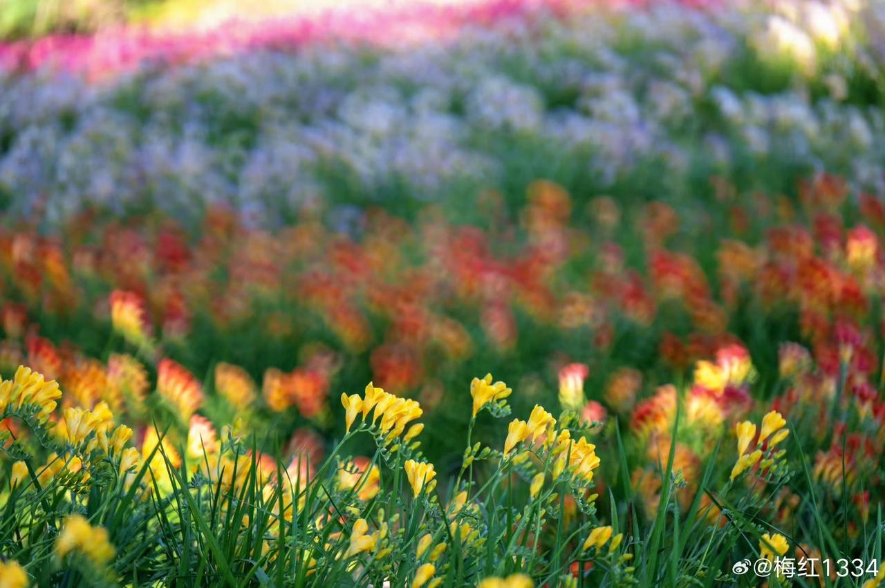 【福州·花海公园】福州人过春天的仪式感斑斓的小苍兰，温柔的紫罗兰……花海公