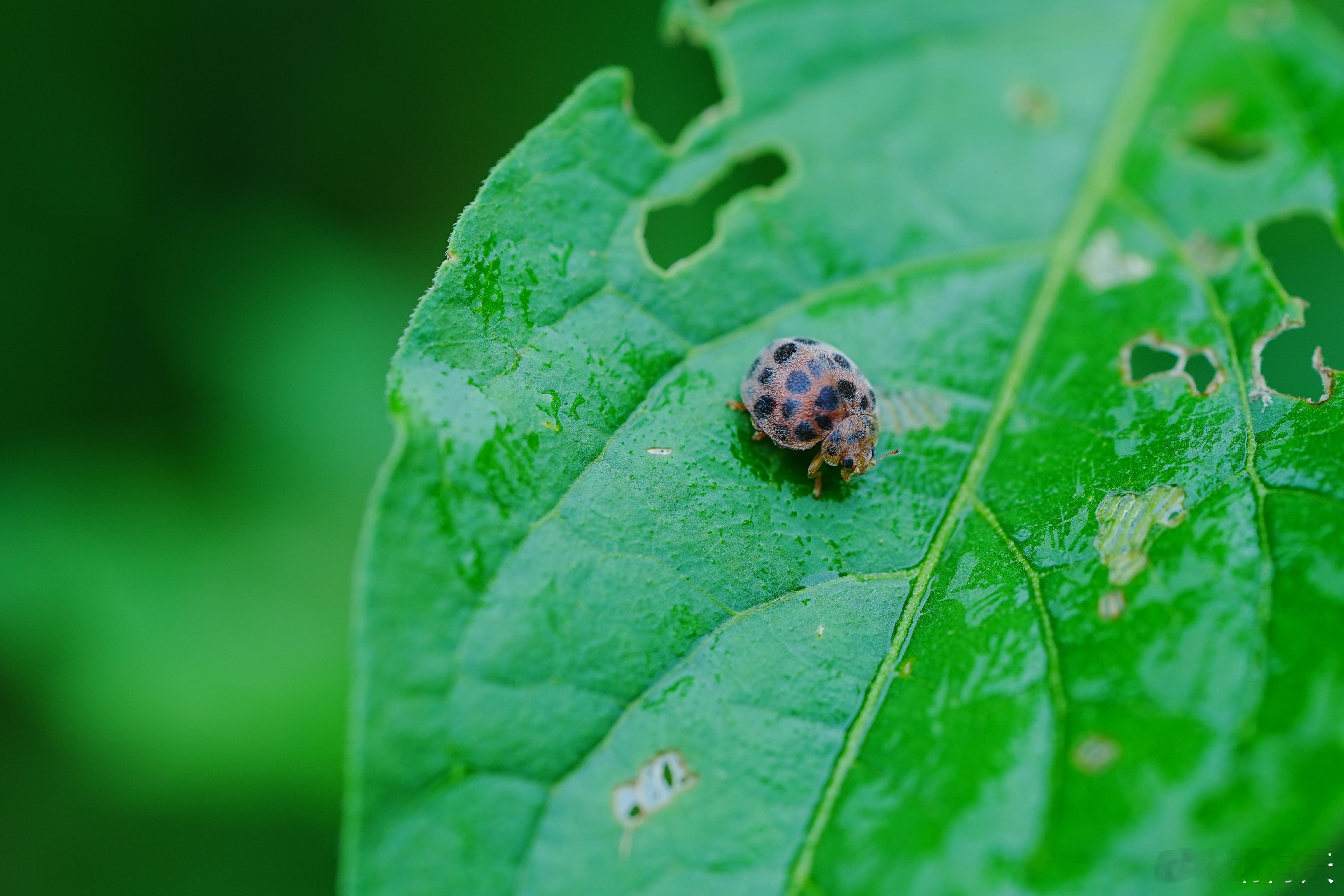 瓢虫🐞壳上还有毛？[笑着哭][笑着哭][笑着哭]蜗的摄影日记摄影分享​