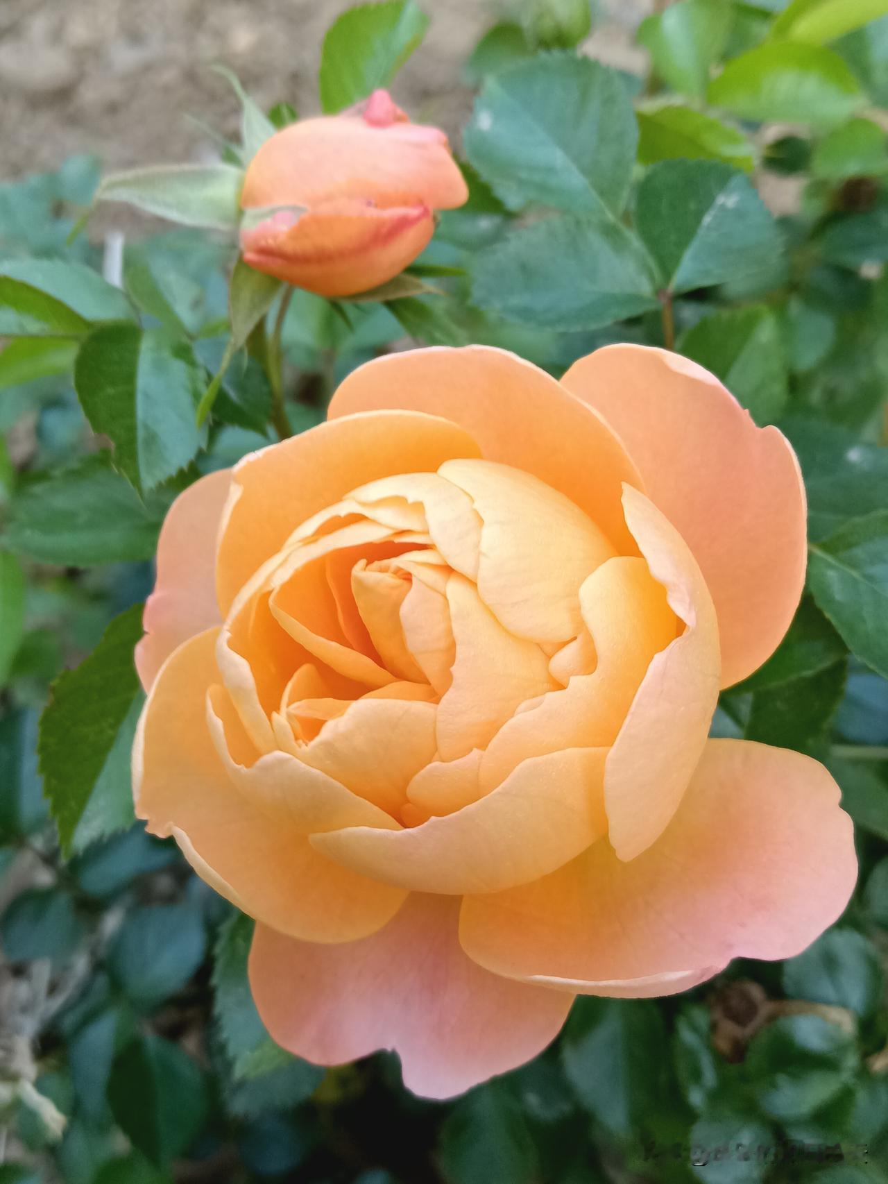 老祖宗养生真言：“同样是睡觉，你按时睡，是补气血，你熬夜睡，是耗元神。